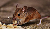 24 Hour & Emergency Exterminators in Fifty Six, AR